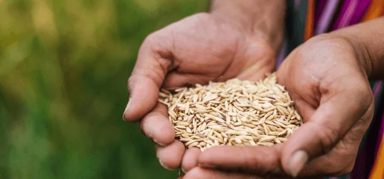 Yashomati Grains Harvest Heritage